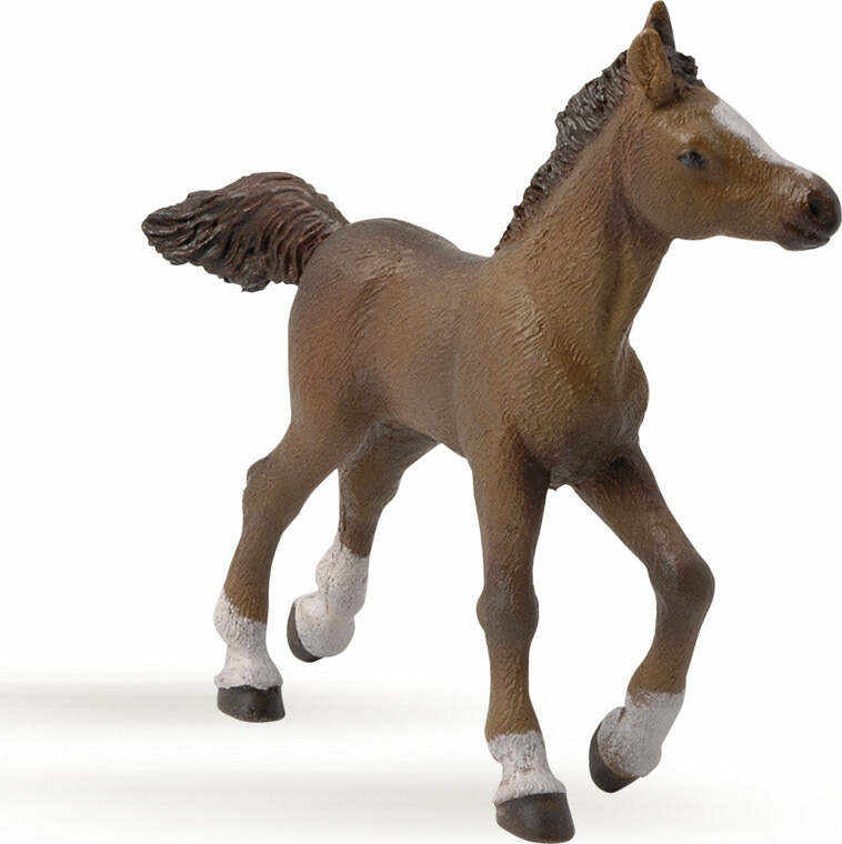 Papo France Anglo-Arab Foal