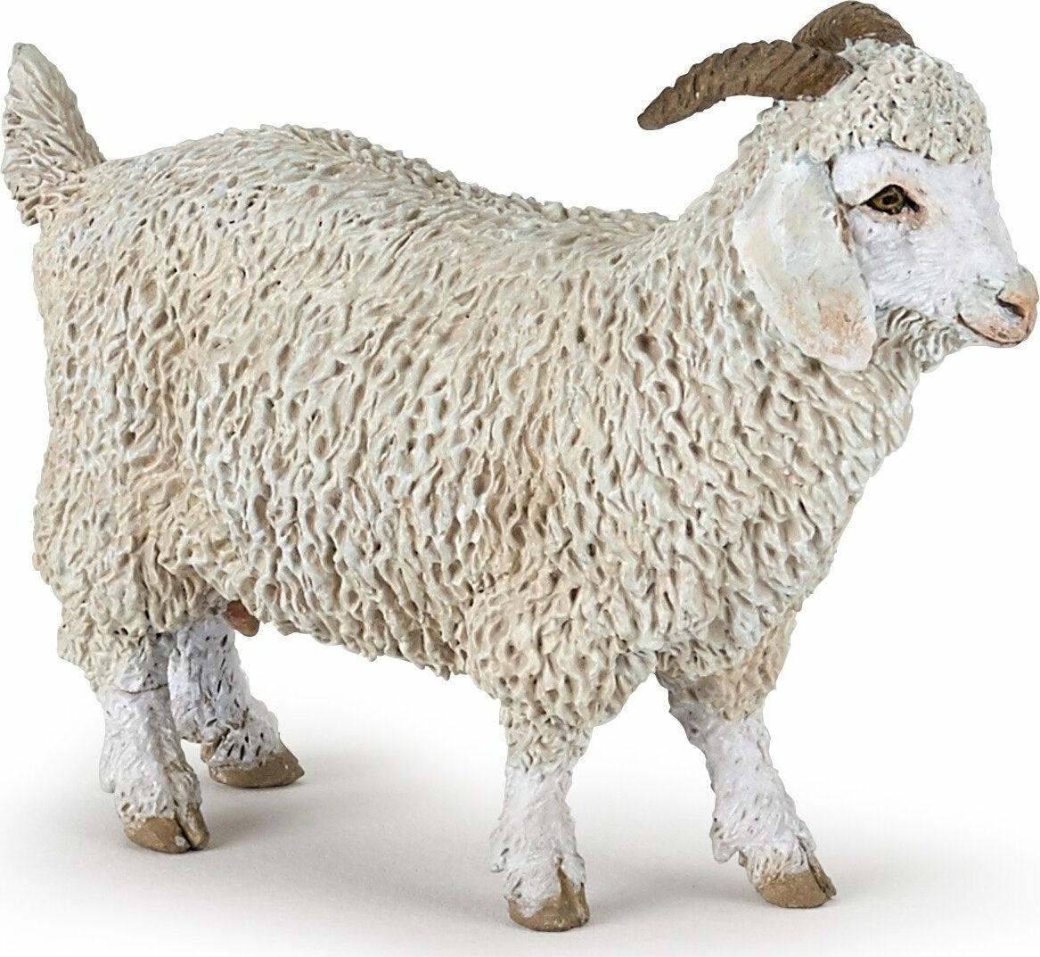 Angora Goat