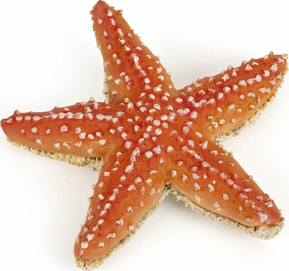 Starfish