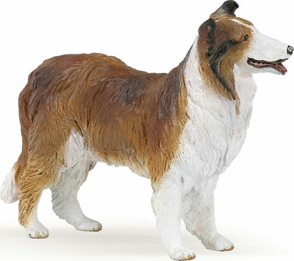 Collie