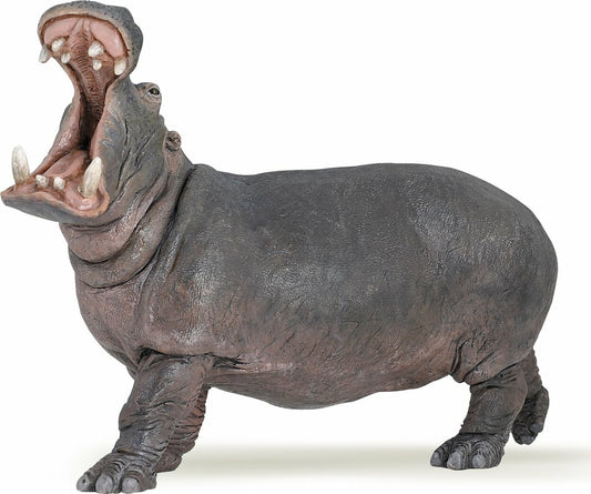 Hippopotamus