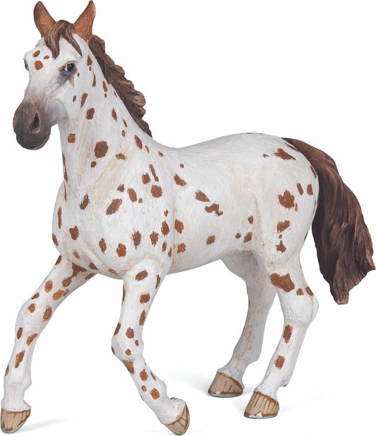 Brown Appaloosa Mare