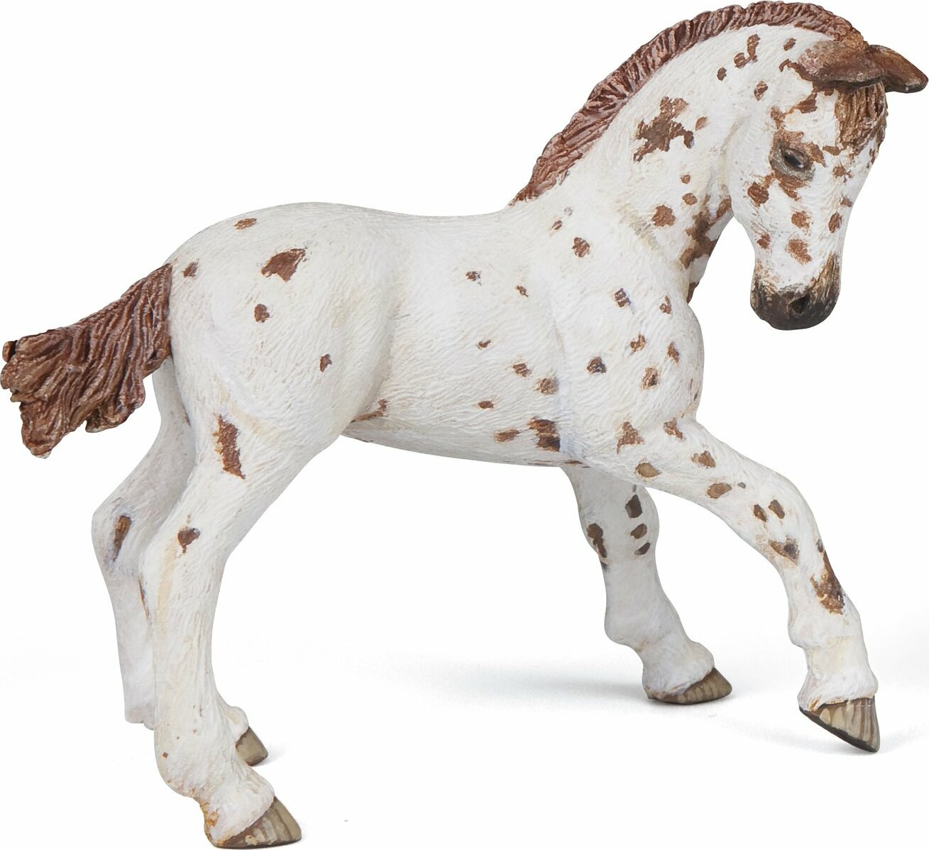 Brown Appaloosa Foal