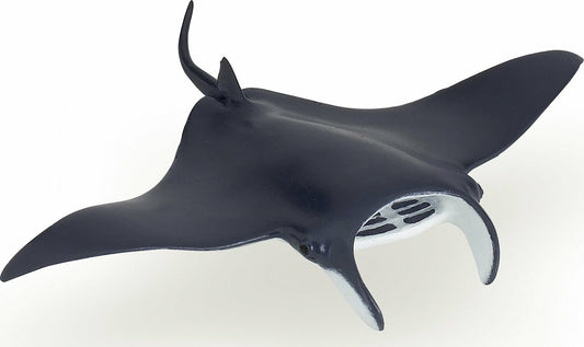 Manta Ray